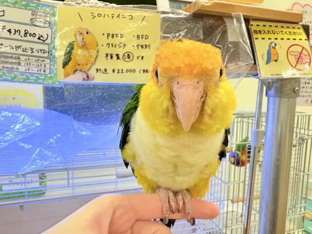 シロハラインコ