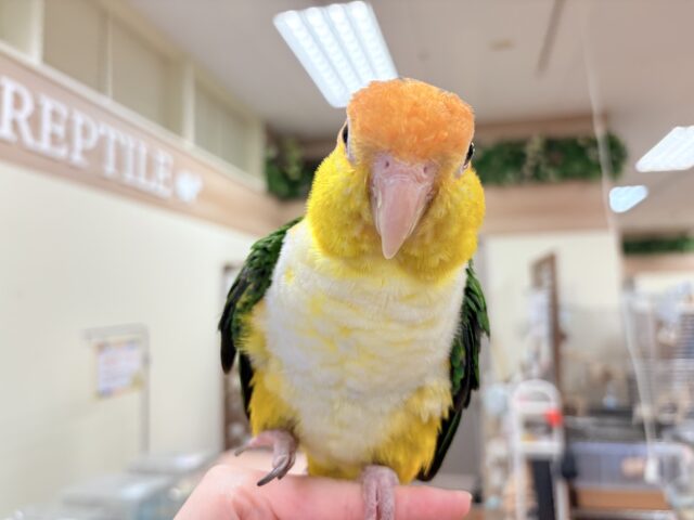 シロハラインコ