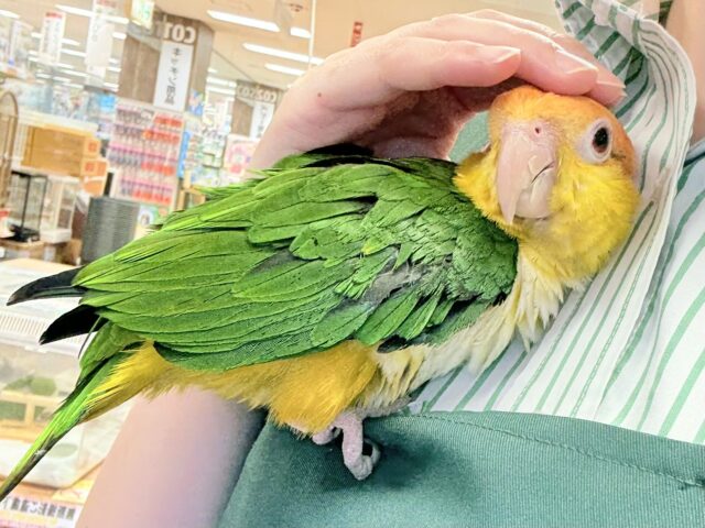 シロハラインコ