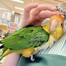 【最新画像】行動が可愛すぎます♡♡シロハラインコ（女の子）