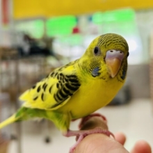 【☆最新画像更新☆】黄色のからだに黒模様⚡⚡⚡　セキセイインコ（ハルクイン）