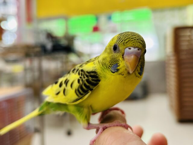 【☆最新画像更新☆】黄色のからだに黒模様⚡⚡⚡　セキセイインコ（ハルクイン）
