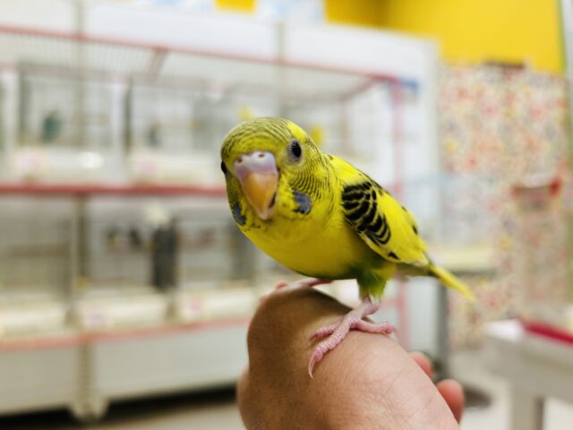 セキセイインコ