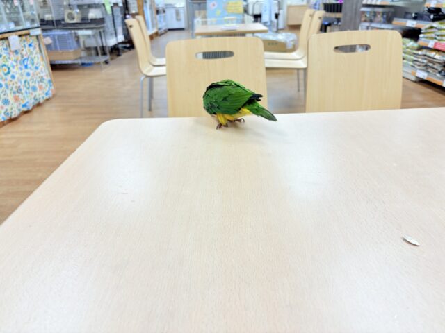 シロハラインコ