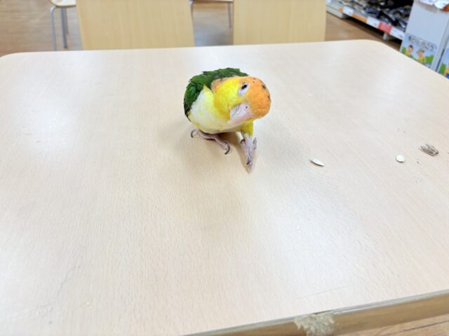 シロハラインコ