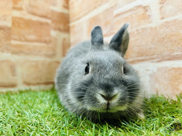 ネザーランドドワーフ