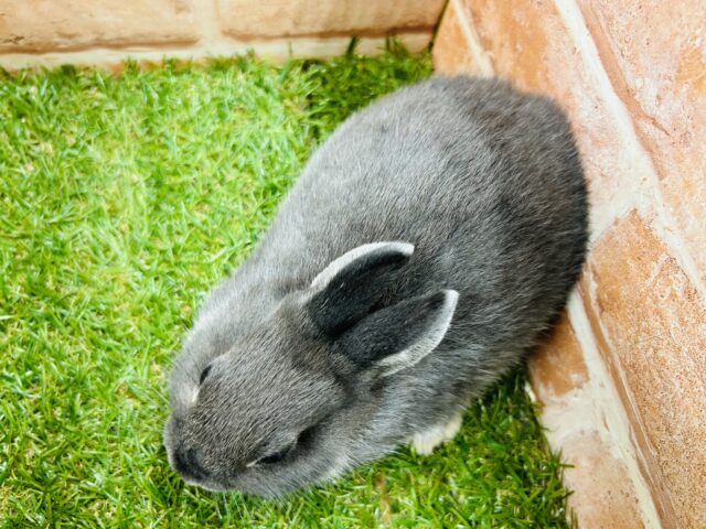 ネザーランドドワーフ