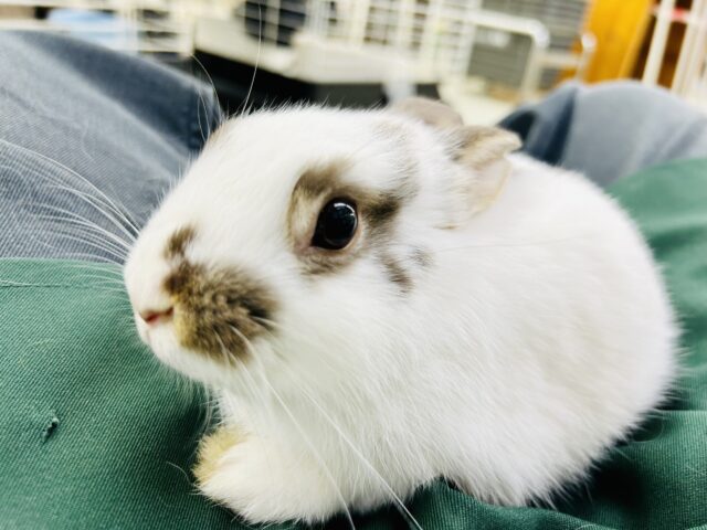 【最新画像更新☆☆】どんなサイズ感に成長するのかな～？？　ミニウサギ