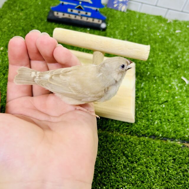 錦花鳥（キンカチョウ）