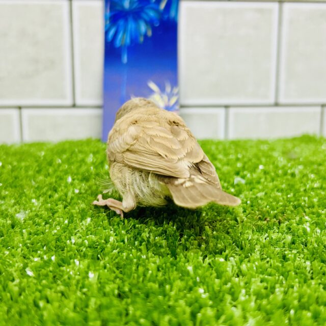 錦花鳥（キンカチョウ）