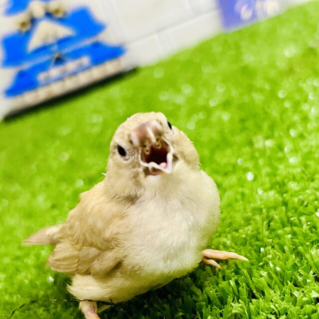 錦花鳥（キンカチョウ）