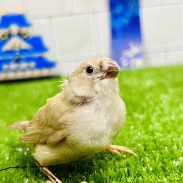 ほんわかミルクティー☕　キンカチョウ