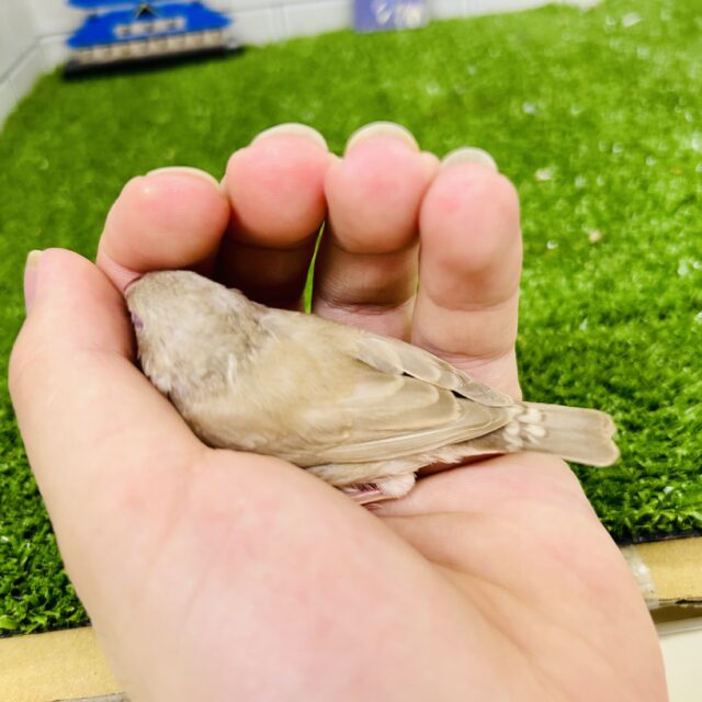 錦花鳥（キンカチョウ）