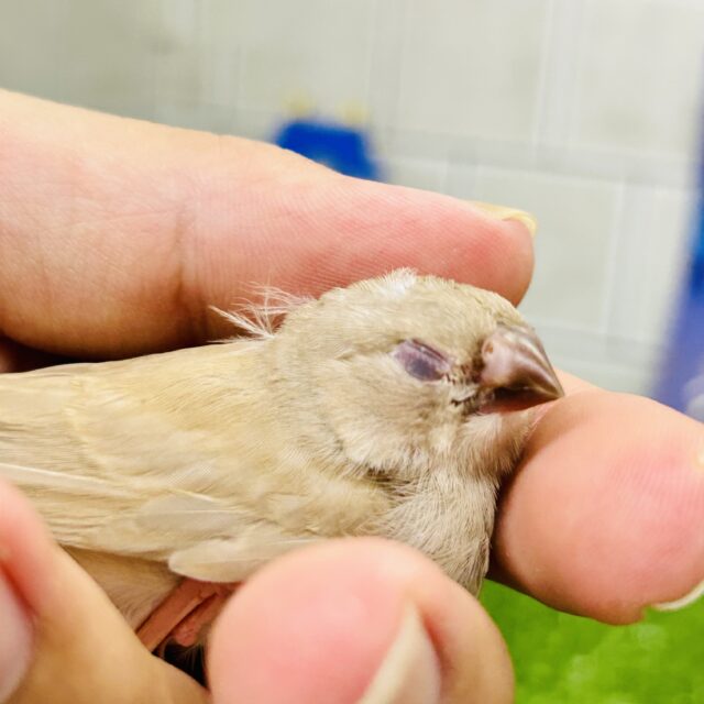 錦花鳥（キンカチョウ）