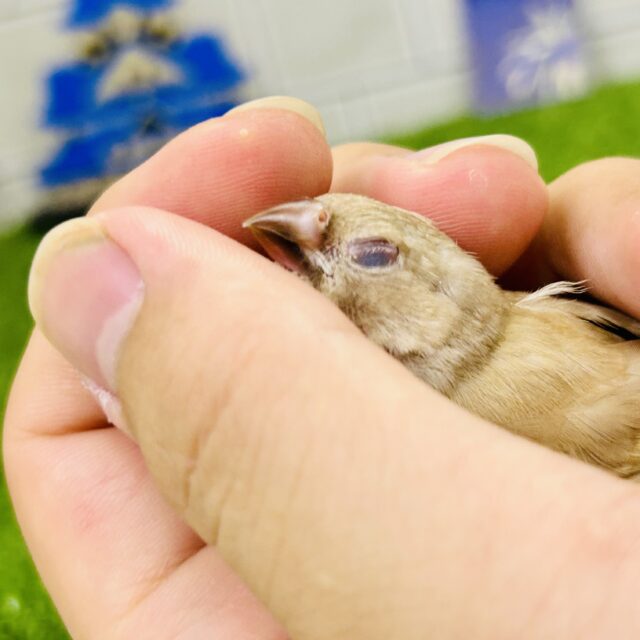 錦花鳥（キンカチョウ）