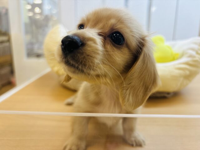 ミニチュアダックス