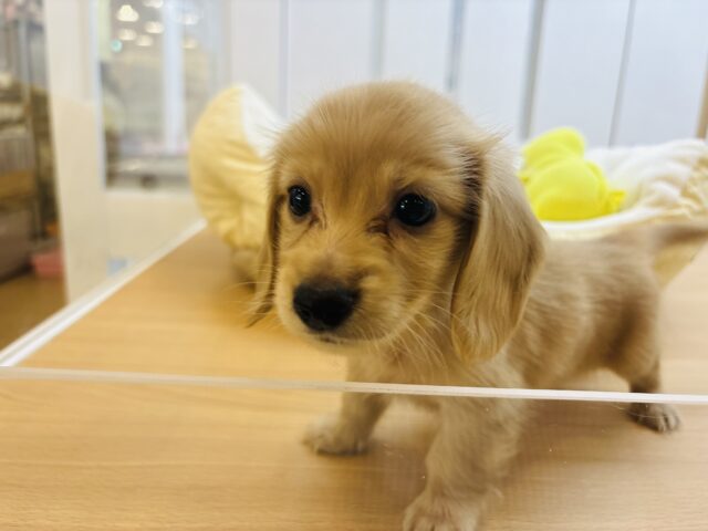 ミニチュアダックス