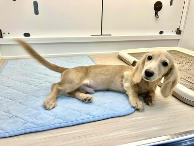 ミニチュアダックス