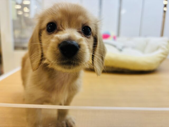 ミニチュアダックス