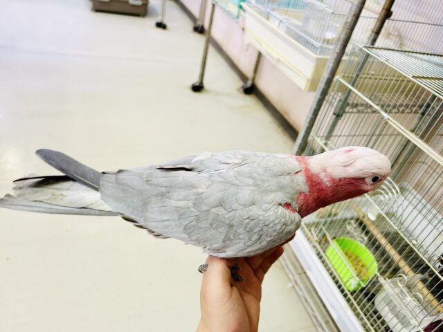 モモイロインコ