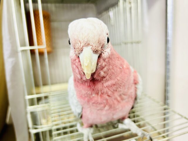 モモイロインコ