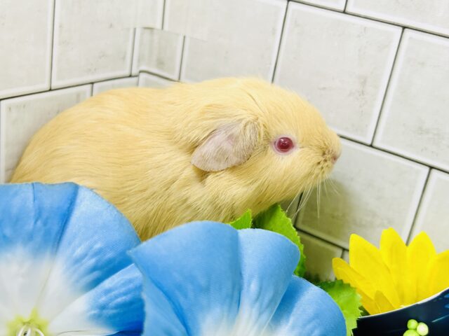 ロシアンモルモット