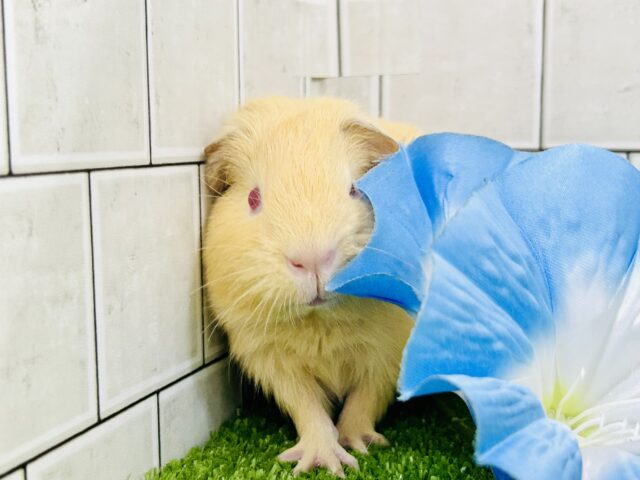 ロシアンモルモット