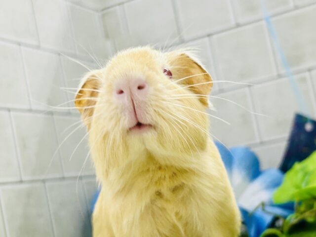 ロシアンモルモット