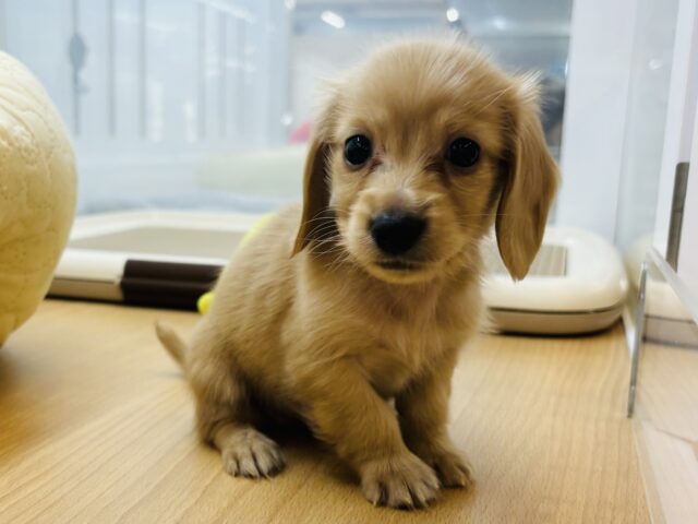 ミニチュアダックス