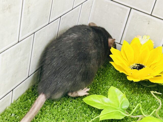 ツヤツヤの健康ボデイ☆モチモチです( *´艸`) ファンシーラット ファンシーラット