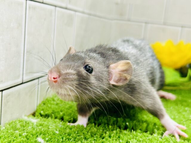 ツヤツヤの健康ボデイ☆モチモチです( *´艸`) ファンシーラット ファンシーラット