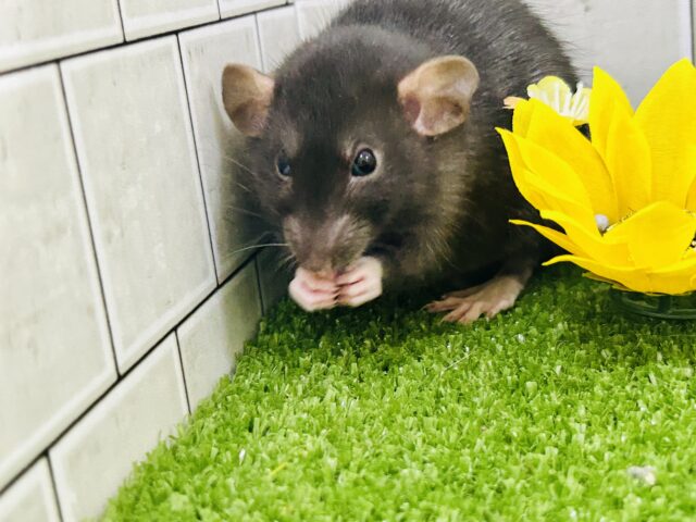 ツヤツヤの健康ボデイ☆モチモチです( *´艸`) ファンシーラット ファンシーラット