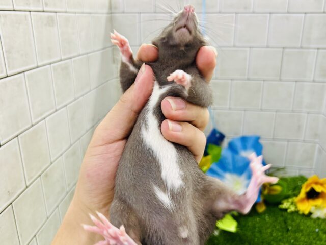 ツヤツヤの健康ボデイ☆モチモチです( *´艸`) ファンシーラット ファンシーラット