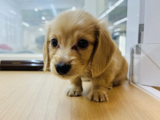 ミニチュアダックス