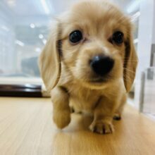 嬉しさでジタバタダンス♬.*ﾟミニチュアダックスくん！