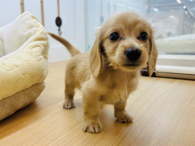 ミニチュアダックス