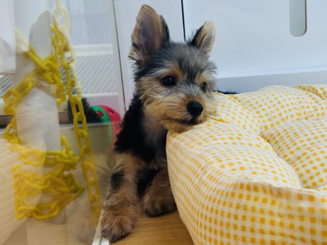 ヨークシャテリア