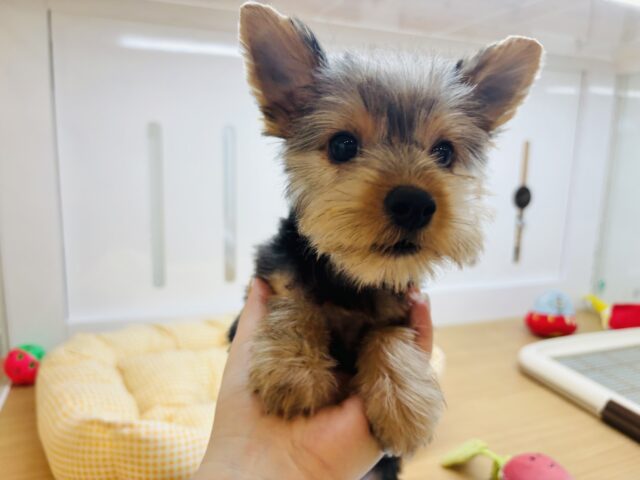 ヨークシャテリア