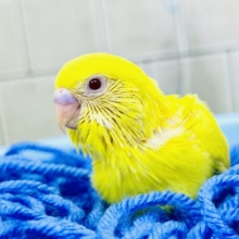おててにフィットが大好き？？　セキセイインコ