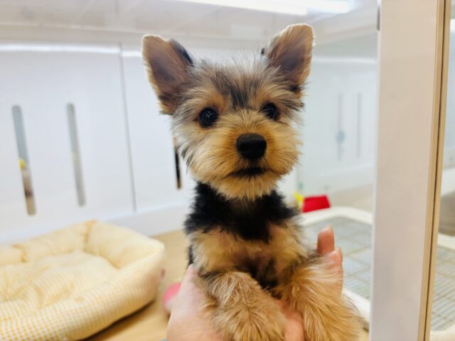 ヨークシャテリア