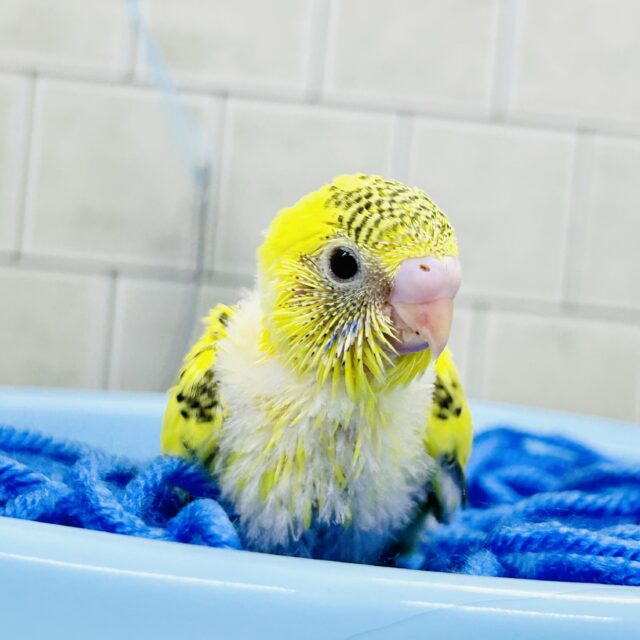 セキセイインコ