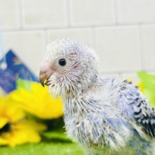 スカッとサマーブルー☼　セキセイインコ