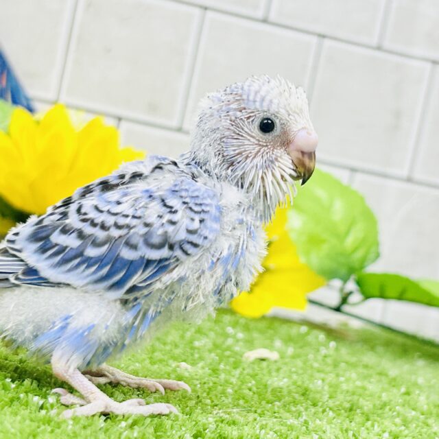 セキセイインコ