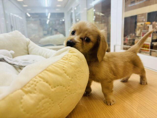 ミニチュアダックス