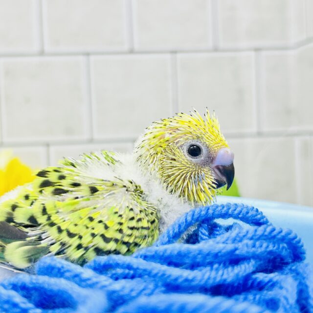 セキセイインコ