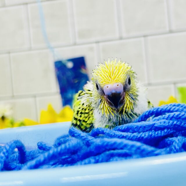 セキセイインコ