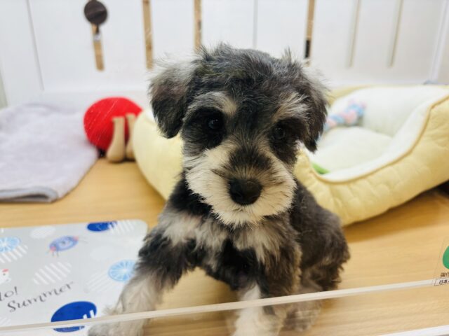 ミニチュアシュナウザー