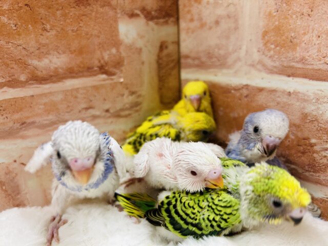 夏休みフェア開催❕❕🌊🍉🐞🎇🐤 説明画像です