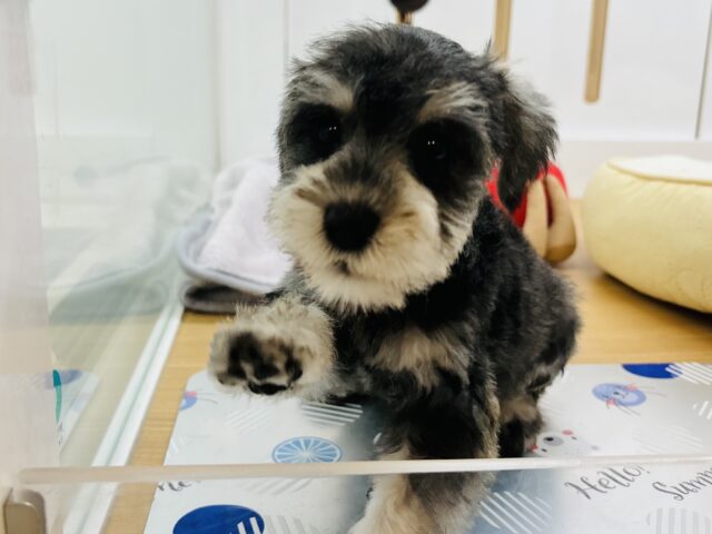 ミニチュアシュナウザー