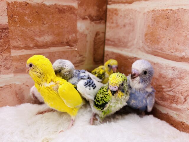 夏休みフェア開催❕❕🌊🍉🐞🎇🐤 説明画像です